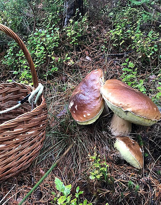 boletus